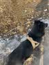 COCS中大型犬胸背带狗绳牵引绳可调节德牧马犬边牧防爆冲狗脖圈遛狗绳 狗胸背带+反光牵引绳 M码 ( 建议26-45斤 ) 实拍图