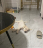 井莎 拉布拉多幼犬拉布拉多犬狗宠物狗狗活体拉不拉多小狗导盲犬 混血级 公 实拍图