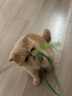 迪普尔猫玩具狗尾草逗猫棒自嗨解闷神器幼猫耐咬羽毛逗猫玩具用品 实拍图