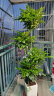 临雅幸福树客厅盆栽大型绿植办公室内好养植物大老桩平安树四季吸甲醛 晒单实拍图