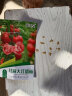 花沃里红蒄大番茄沙瓤西红柿种子80粒 蔬菜种子四季阳台种植盆栽土庭院 实拍图