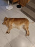 比瑞吉俱乐部系列大型犬成犬粮通用狗粮12kg金毛萨摩耶拉布拉多 实拍图