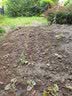 新韭菜根香韭菜农家传统小细叶韭菜根四季绿植盆栽庭院种植易成活 农家小叶韭菜 韭菜根200颗送种植说明 实拍图