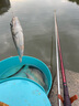达亿瓦（DAIWA） DAIWA达亿瓦  胡仙升  并继竿碳素鲫鱼竿钓鱼竿手杆台钓竿 3.9m 胡仙昇 特选 和 13尺 实拍图
