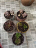 多肉花盆套装个性透气迷你可爱创意地中海美式陶瓷肉肉植物花盆 安腾小盆5个 实拍图