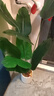 未欧天堂鸟假绿植仿真植物落地盆栽室内大型仿生树装饰仿真花客厅摆件 1.6米天堂鸟+PP盆2选1 实拍图