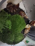 青苔藓鲜活苔藓微景观植物盆景盆栽水陆缸假山草造景材料白发藓短绒青苔- 短绒藓(15*8)cm 2盒 实拍图