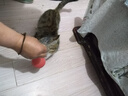 养只宠物狗狗玩具球幼犬实心球大型犬马犬磨牙弹力球宠物狗训练 普通款实心球大号约6.8CM 无规格 实拍图