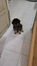 万牵狗链子 不锈p链牵引绳项圈栓狗遛中大型犬脖圈脖套P链金属防咬铁 4.0丝粗（40—50斤）55厘米 实拍图
