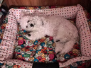 主子家狗窝猫窝 中小型犬泰迪狗床狗垫子 帆布可拆洗四季车载宠物窝 大嘴猴 L（ 74*58*25）35斤宠物 实拍图