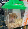朗缤 仓鼠幼崽仓鼠笼仓鼠活物宠物活体宠物金丝熊情侣一对仓鼠活体 虎纹熊 1只 实拍图