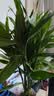 花翁富贵竹水培绿植招财转运室内客厅水养花卉盆栽植物文昌竹源头直发 实拍图