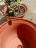 青意萱青意宣 落地紫砂陶瓷花盆红砂紫砂花盆 客厅花卉绿植粗砂花盆 口径32cm 按口径发货 实拍图