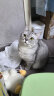 高爷家全价益生菌猫粮益肠动力系列成猫幼猫猫粮兔肉味1.5kg 实拍图