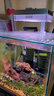Atman鱼缸过滤桶 水族箱水草缸外置过滤器净水循环过滤设备CF过滤桶 CF-800 过滤桶【适用60-80cm鱼缸】 官方标配 实拍图