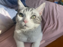 小毛豆猫条成幼猫鸡肉三文鱼肉泥零食营养猫湿粮成猫零食肉肉条湿粮包 【新客尝鲜】鸡肉 15g*6支 实拍图