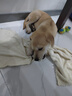 亚禾狗狗磨牙棒牛肉味270g泰迪比熊小型犬幼犬成犬磨牙洁齿骨棒狗零食 实拍图