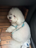 爱犬岛美国进口 爱犬岛(ISLE OF DOGS)狗浴液蓬松毛发型宠物狗香波500ml 实拍图