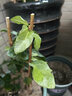 绿之妙圆叶正宗虎头茉莉花盆栽室内浓香花卉重瓣老桩带花苞四季开花植物 实拍图