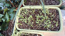 原起点种菜专用盆蔬菜种植箱家用神器大号花盆长方形条塑料户外庭院阳台 70cm搭配种植盆套装绿(含1个盆） 升级款第三代 实拍图