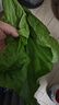 沃绣 【当天发货】新鲜桑叶 现摘大小蚕嫩桑叶新鲜大桑叶养蚕宝宝食物 小蚕嫩桑叶100g【发顺丰特快】 实拍图