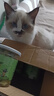 馋小汪猫草饼干猫用薄荷已种好的猫草粒片成猫幼猫营养美味宠物猫猫零食 猫草饼干 4罐装【480g深度助排毛球】 实拍图