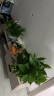 双盟绿萝盆栽除甲醛花卉绿植办公室新房净化空气180加仑4盆装源头直发 晒单实拍图