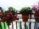 安尔雅 花架阳台装饰多层家用置物架户外铁艺花架客厅花盆架典雅白80cm 实拍图