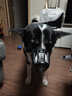 dogstory狗嘴套宠物口罩中大型犬通用防咬保护套金毛柯基泰迪 黑色 XL（适合40斤狗狗） 实拍图