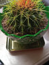 绿丝绦仙人球多肉植物金琥开花室内阳台办公室桌面四季耐旱盆栽 金琥仙人球一个 实拍图