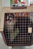 华元宠具（hoopet）宠物航空箱狗狗大号笼子外出车载狗窝猫笼猫背包外出猫咪航空箱 【普通款】咖色款 四号箱（建议75斤以下犬猫） 实拍图