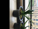 劉閣蘭花春兰花苗新品 红韵妃 花大浓香冬带花苞出售室内花卉绿植物盆栽 富贵将军3苗，收藏送肥 实拍图