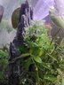 异景园鱼缸仿真假山造景装饰石头布景套餐水族箱大小树脂摆件躲避洞松石 TJ9-天柱峰 实拍图