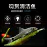 云峰海瑞清洁鱼活体热带鱼观赏鱼水族宠物工具鱼垃圾鱼老鼠鱼鱼缸除藻 女王大帆2条5-8cm 实拍图