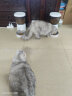 玲珑猫宠物智能可视自动喂食器 猫碗猫粮狗粮定时定量猫咪自动投食器 智能版-远程智能APP 晒单实拍图