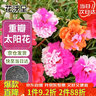 花沃里重瓣太阳花种子2g约2万粒 花卉种子阳台盆栽庭院向日葵凤仙花籽 实拍图