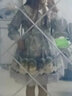 洛丽塔裙子lolita女装学生洋装LO连衣裙长袖新款OP秋冬女装长款大裙摆萝莉塔洛莉塔甜美 全套】灰色连衣裙+发带+罩纱+撑裙+飞机盒 L 实拍图