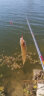 阿卢a62鲫鱼漂轻口芦苇浮漂醒目高灵敏度行程枣核型黑坑鱼漂野钓浮标 LPA62芦苇本色60cm19目细尾 5号一支（约2.15克） 晒单实拍图
