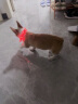 宠星记 狗狗发光项圈 宠物狗LED灯项圈 USB充电 夜间发光遛狗项圈 金毛 橙色 颈围25-70cm（可裁剪） 晒单实拍图