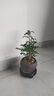开时果 正宗清香胡椒木盆栽 办公室内桌面植物驱蚊草绿植源头直发包邮 【禅意款】莲花古陶盆+苔藓+圆形底托 实拍图