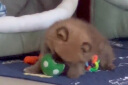 宜特（EETOYS）小号乳胶足球绿色狗狗玩具趣味发声球逗狗神器互动训练宠物用品 实拍图