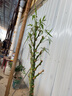 御春阁5-6颗大苗佛肚竹竹苗竹子佛肚竹盆景绿植 罗汉竹室内庭院盆栽植物 竹直径6公分单棵 实拍图