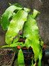 御卉阁 绿植盆栽花卉昙花苗  琼花苗 俗称月下美人 香味浓郁室内外盆栽 5年大苗 实拍图