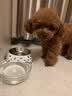 朗诺冻干肉碎拌饭猫犬零食粮伴侣冻干粮猫咪狗营养宠物食品美味解馋 5罐 牛肉味70g（库存紧张） 实拍图
