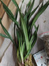 劉閣蘭花春兰花苗新品 红韵妃 花大浓香冬带花苞出售室内花卉绿植物盆栽 富贵将军5苗 勤花好养 实拍图
