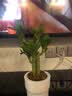 行湘荷花竹盆栽水培绿植盆栽观叶植物 荷花竹5棵+菱形陶瓷盆 源头直发 实拍图