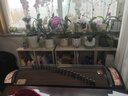 仙声 古筝便携式小古筝半筝实木古筝 1.25M芬华 实拍图