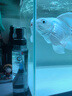 沃韦朗（VOONLINE）鱼缸除垢剂强力去水渍玻璃清洗除水垢清洁 强效除垢剂200ml 实拍图