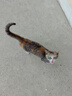 奥丁（ODIN）猫粮 成猫幼猫布偶英短蓝猫加菲猫通用 天然粮 【全价猫粮】牛肉味10kg20斤 实拍图