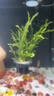 异景园鱼缸水族箱造景水榕沉木活体水草淡水无土植物后景真水草净水增氧  双头丹麦榕 实拍图
